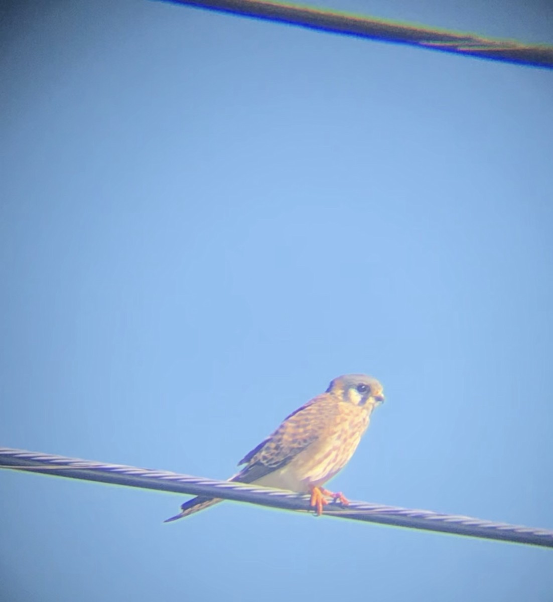 American Kestrel - ML611410230