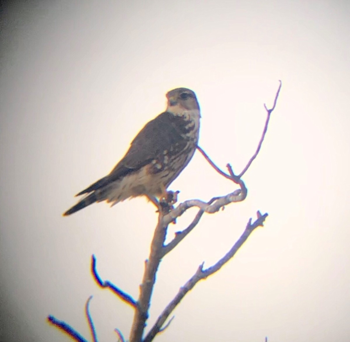 Merlin - ML611410239