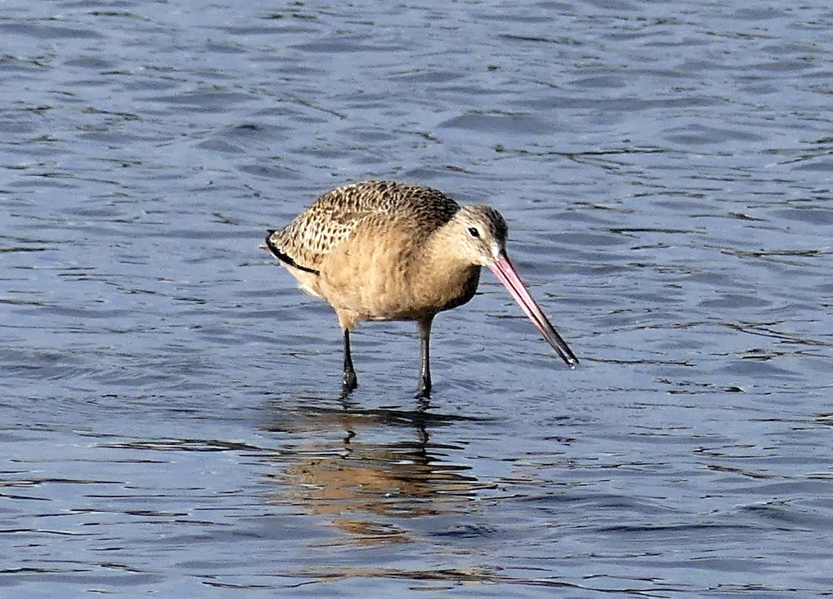 Marbled Godwit - ML611410243