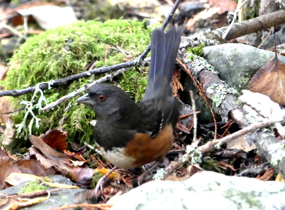 Spotted Towhee - ML611410255