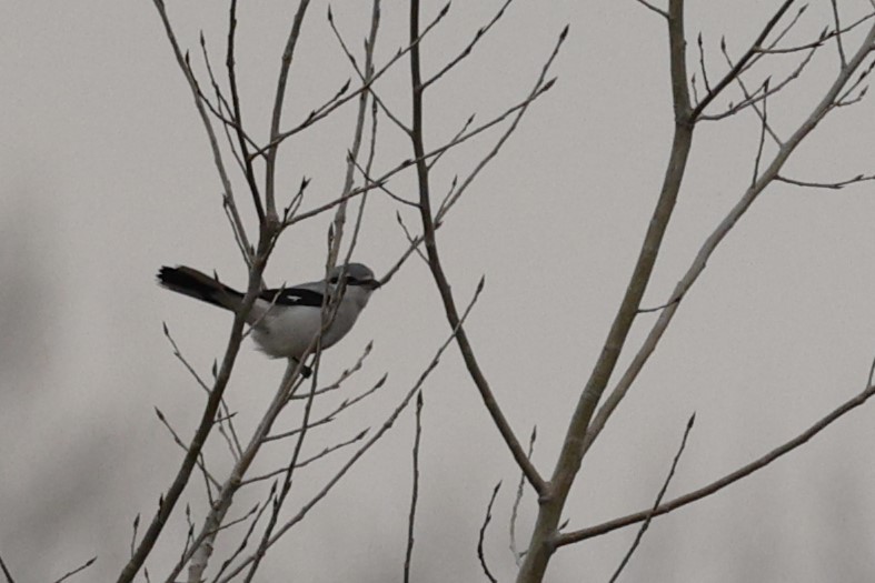 Northern Shrike - ML611410412