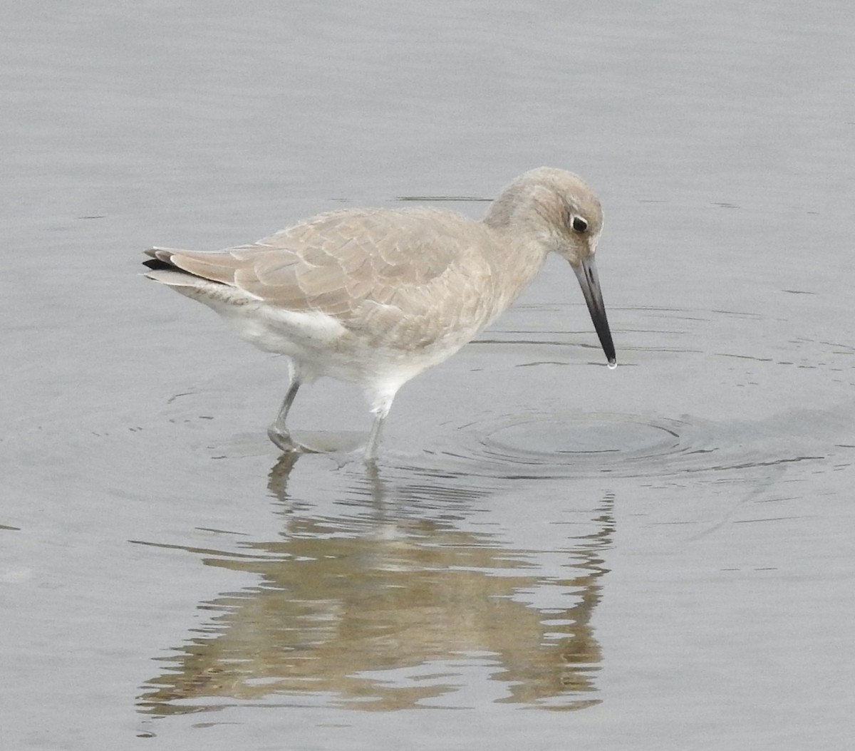 Willet - ML611410440