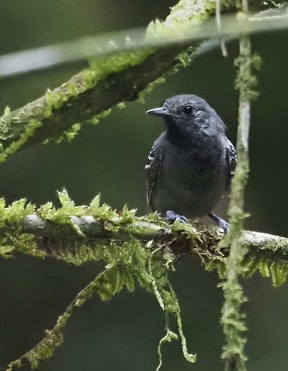 Plumbeous Antvireo - ML611410455