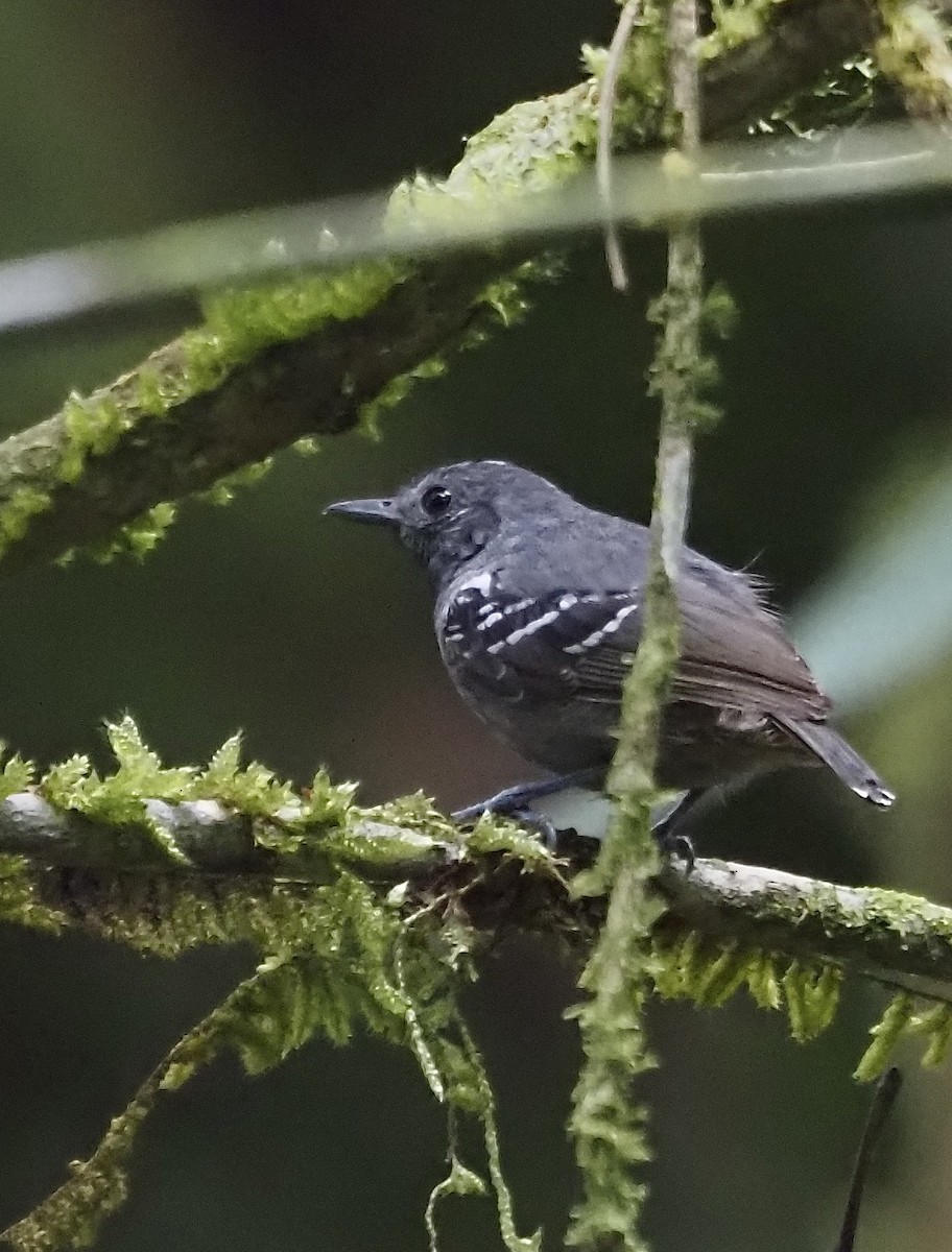 Plumbeous Antvireo - ML611410460