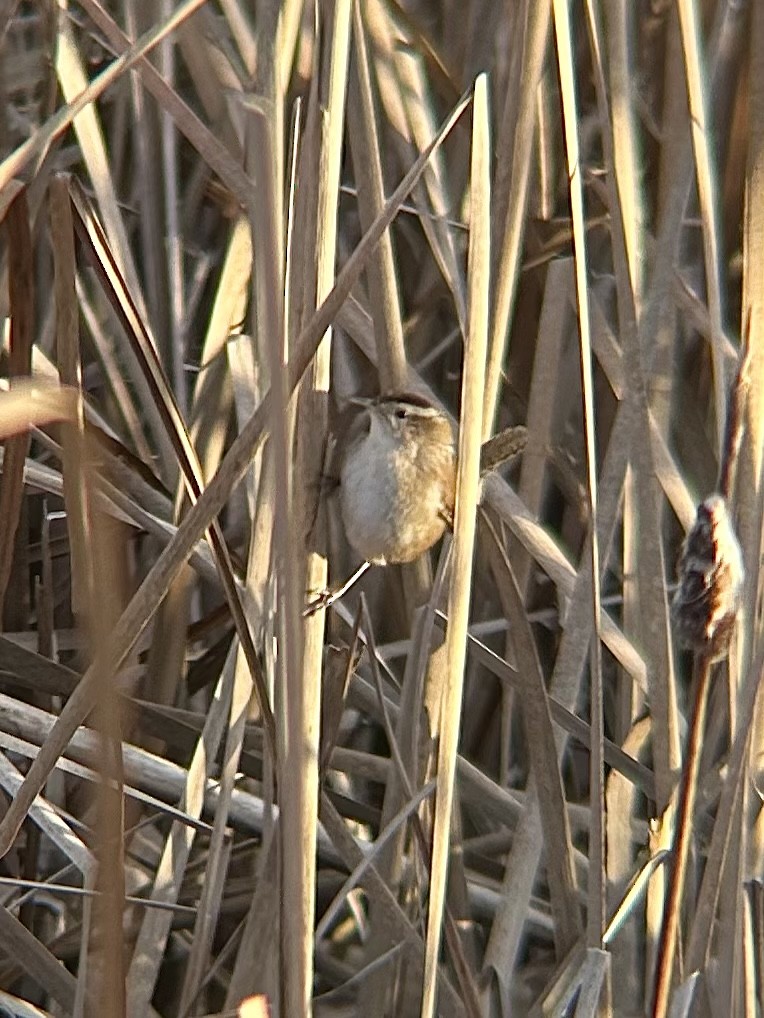 Marsh Wren - ML611410486