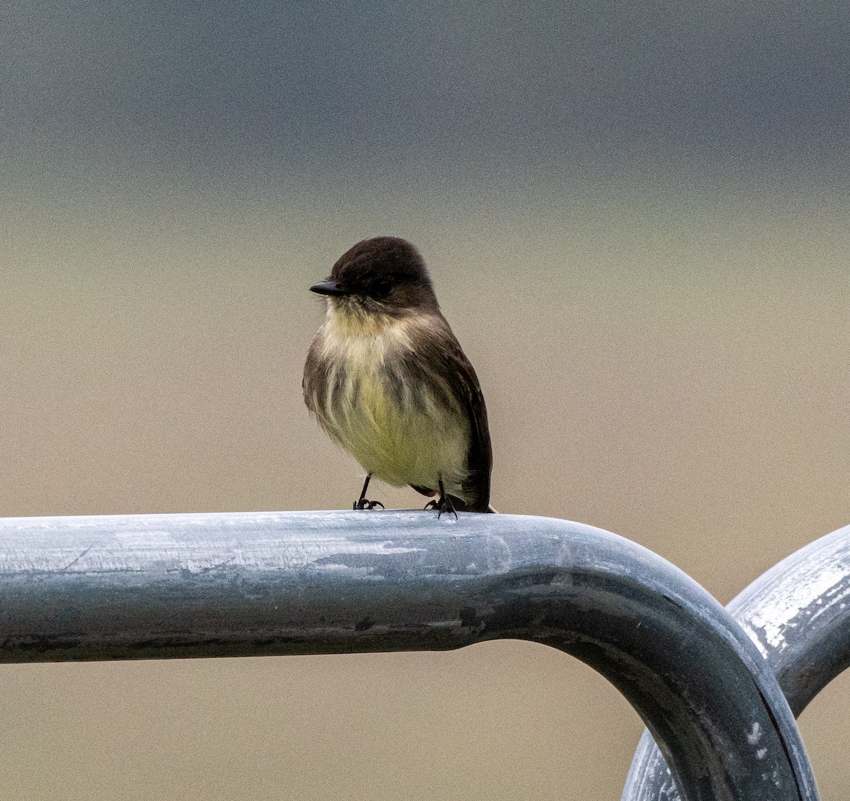 Eastern Phoebe - ML611410498