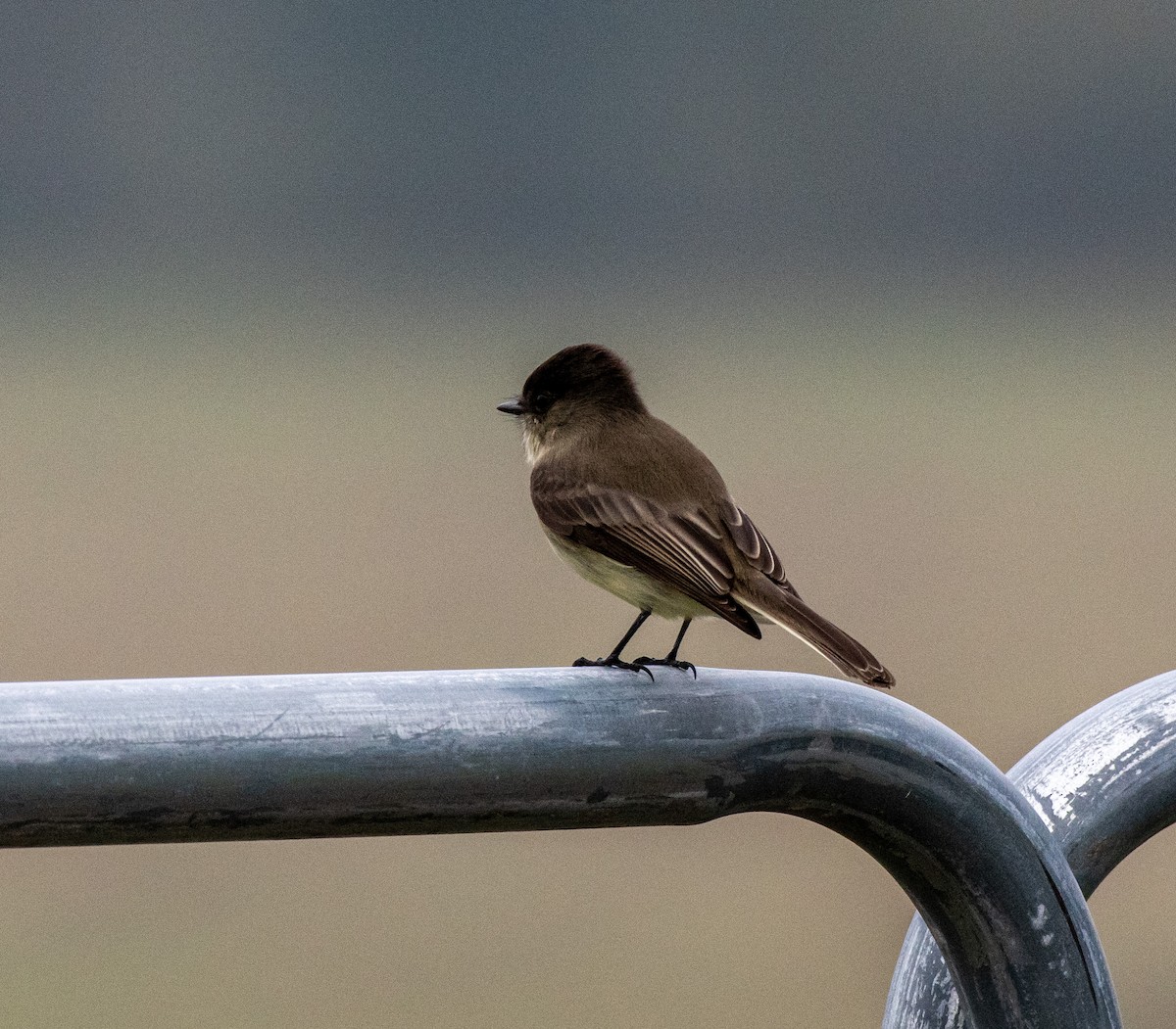 Eastern Phoebe - ML611410499