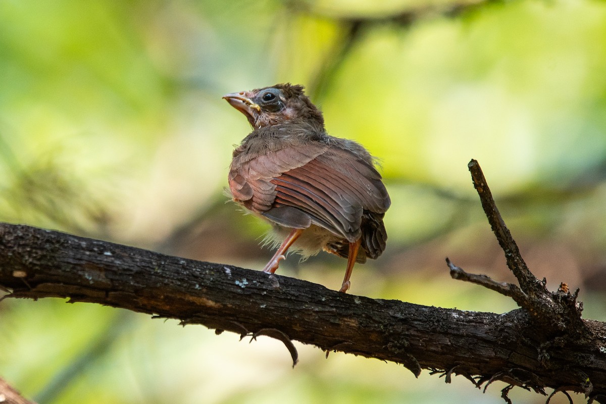 Northern Cardinal - ML611410524