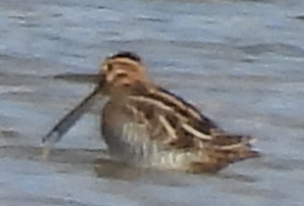 Wilson's Snipe - ML611410530