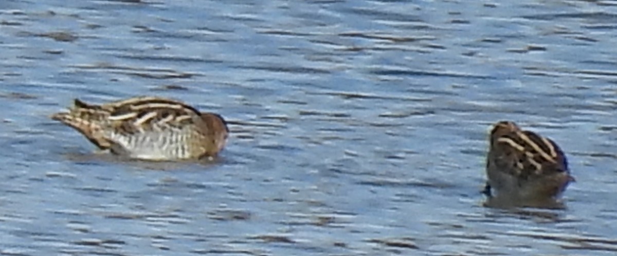 Wilson's Snipe - ML611410531