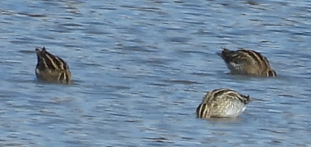 Wilson's Snipe - ML611410532