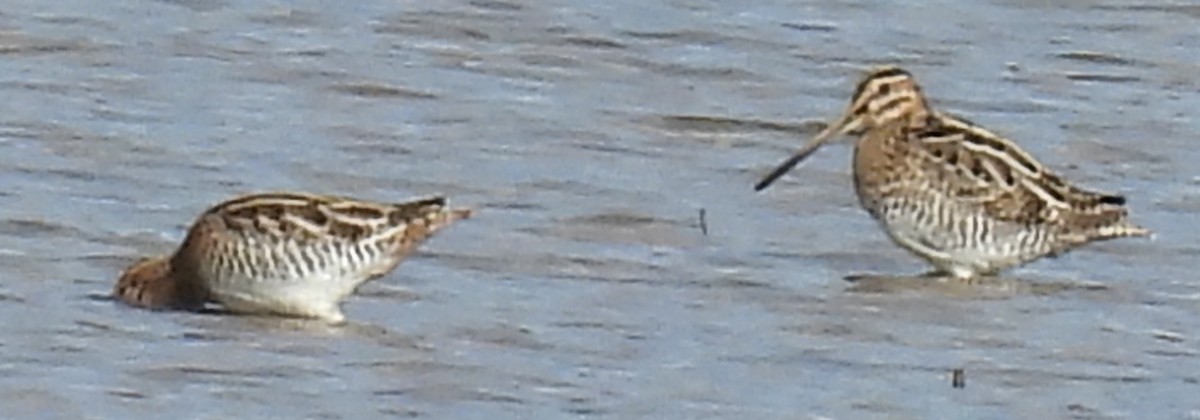 Wilson's Snipe - ML611410533