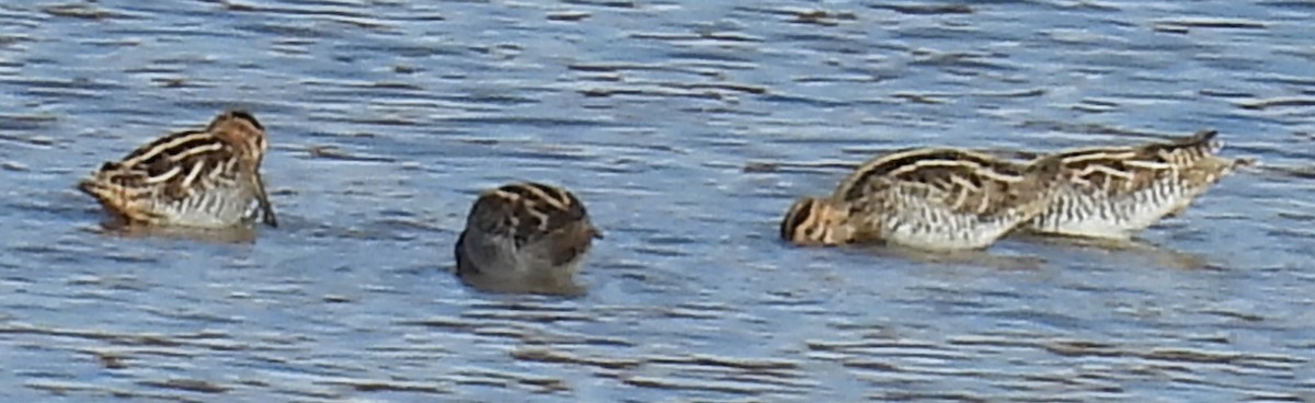 Wilson's Snipe - ML611410534