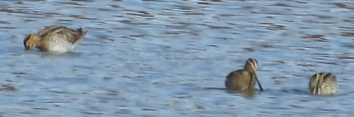 Wilson's Snipe - ML611410535