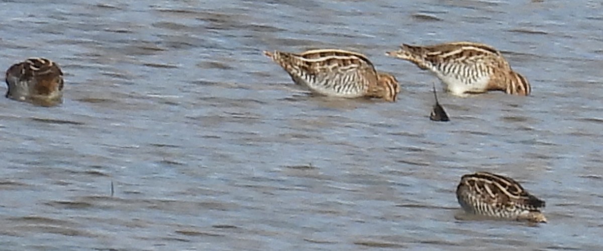 Wilson's Snipe - ML611410536