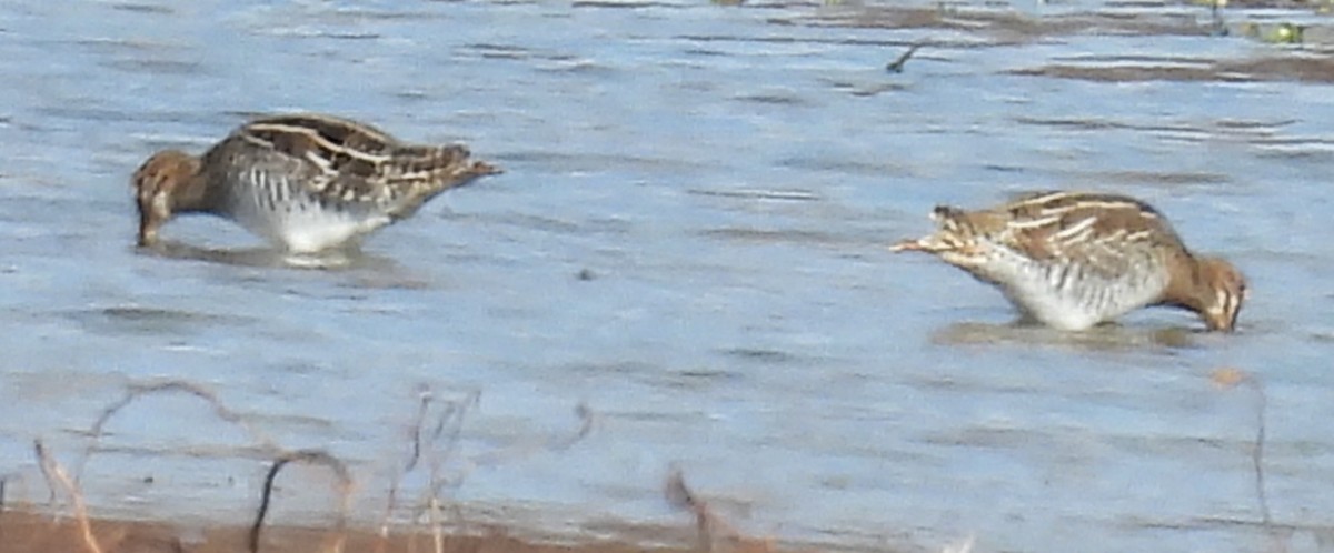 Wilson's Snipe - ML611410537
