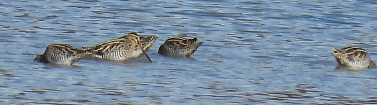 Wilson's Snipe - ML611410539