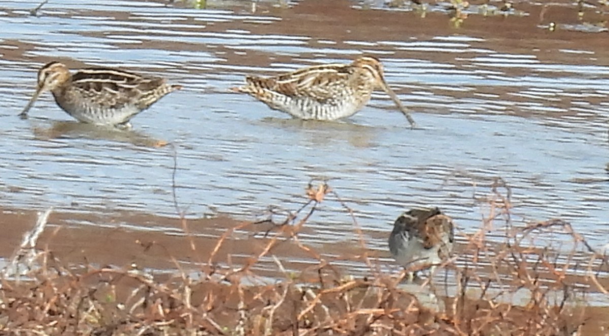 Wilson's Snipe - ML611410540