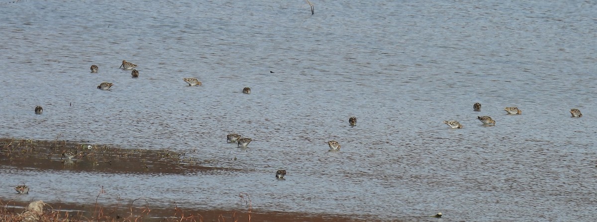 Wilson's Snipe - ML611410541