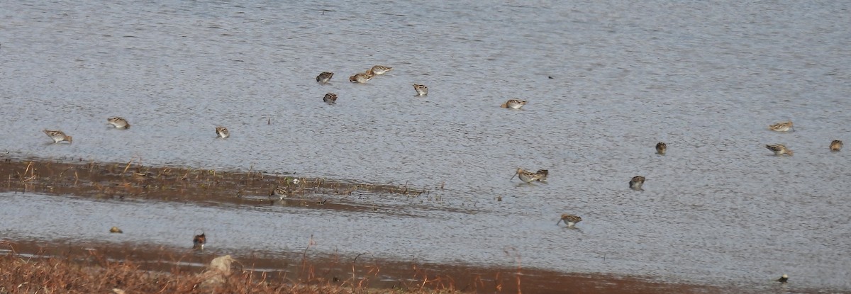 Wilson's Snipe - ML611410542