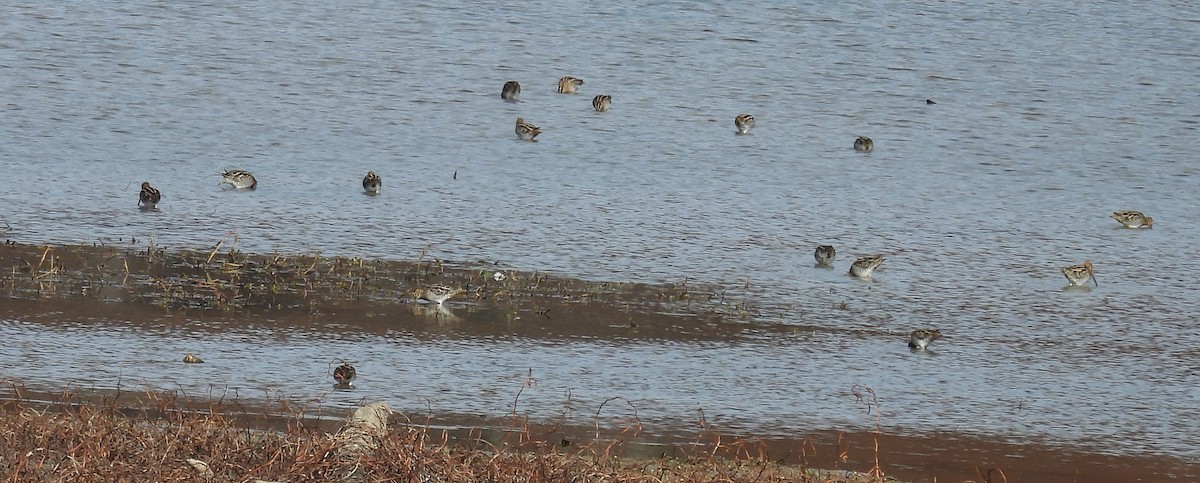 Wilson's Snipe - ML611410543