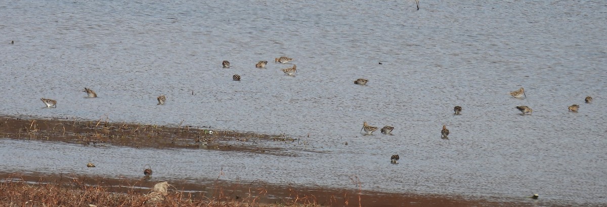 Wilson's Snipe - ML611410545