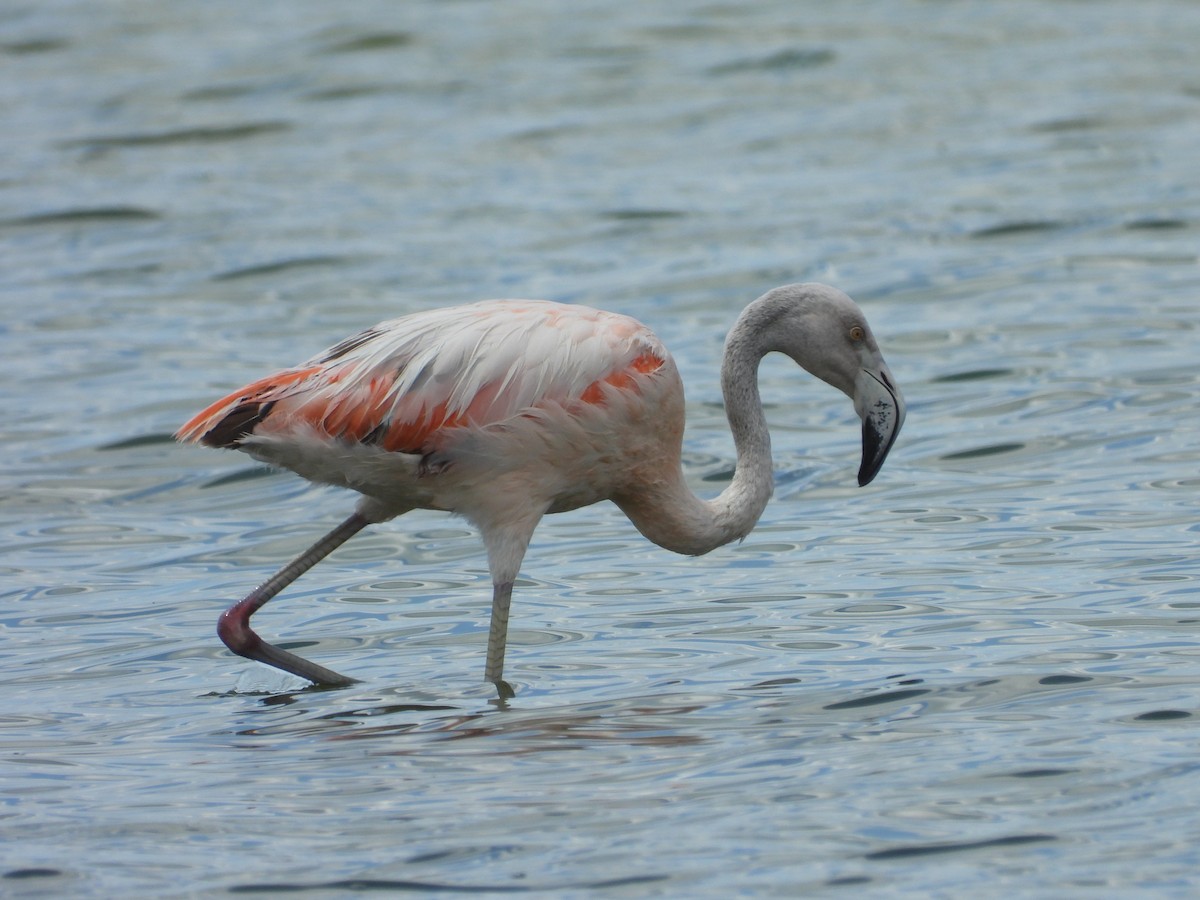 Chilean Flamingo - ML611410549