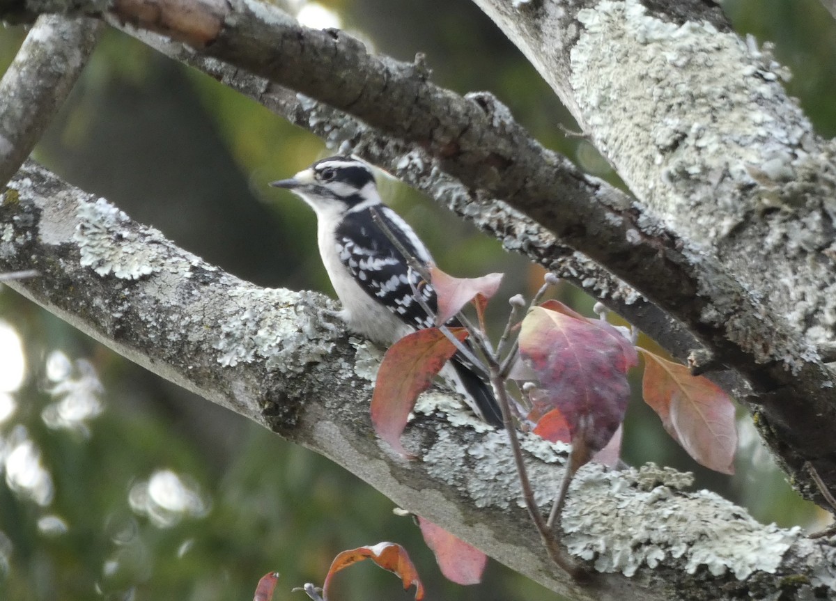 Downy Woodpecker - ML611410760