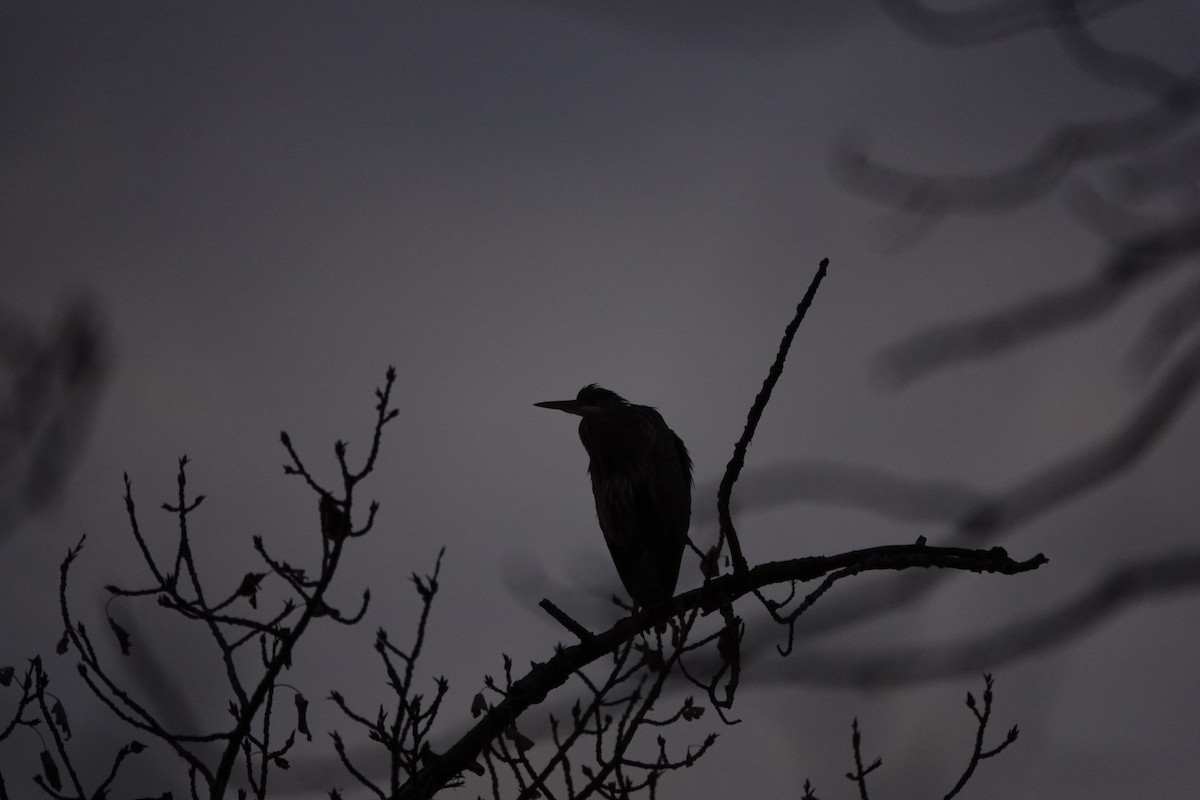 Great Blue Heron - ML611410761