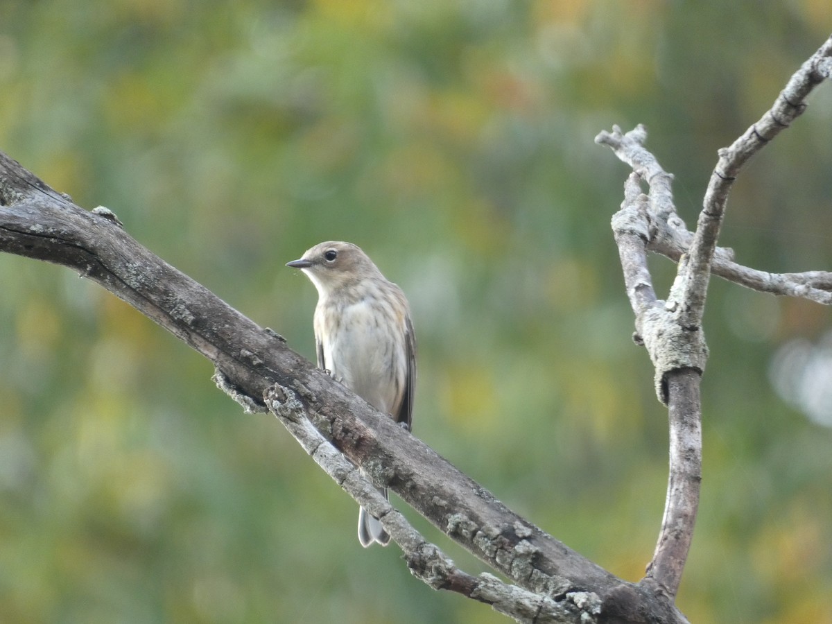 Yellow-rumped Warbler - ML611410773