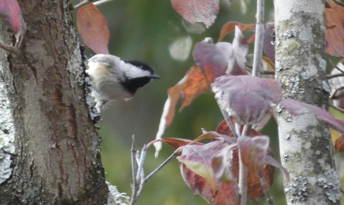 Carolina Chickadee - ML611410776