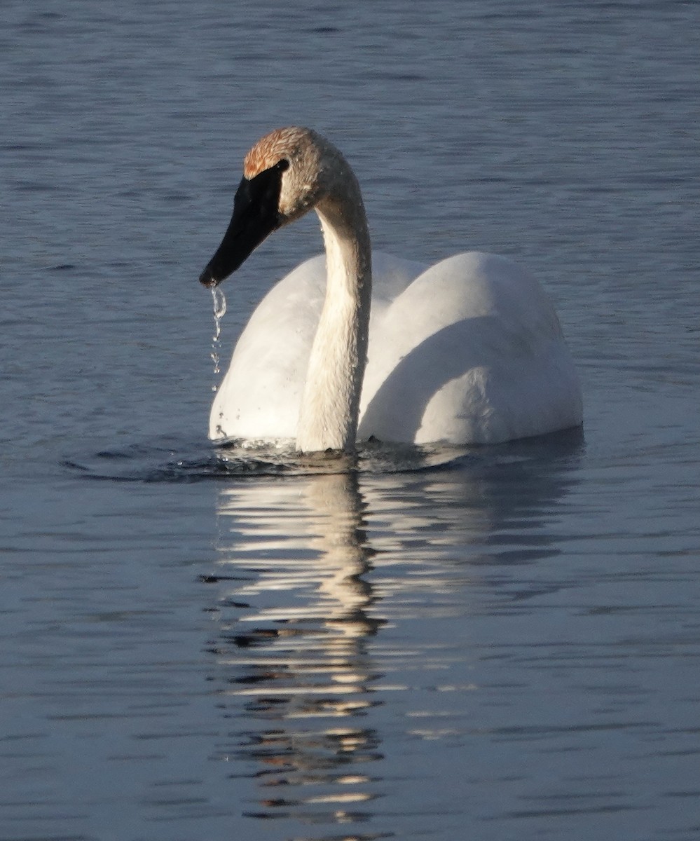 Trumpeter Swan - ML611410795