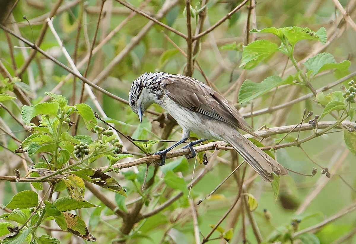 Striped Honeyeater - ML611410802