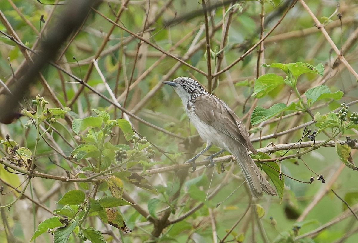 Striped Honeyeater - Ken Wright