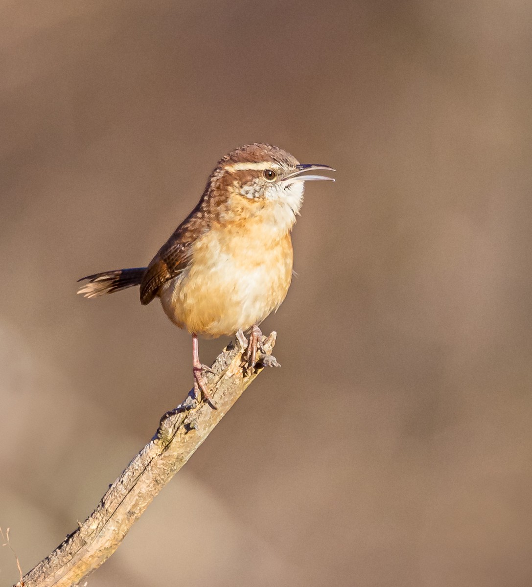 Carolina Wren - ML611410838