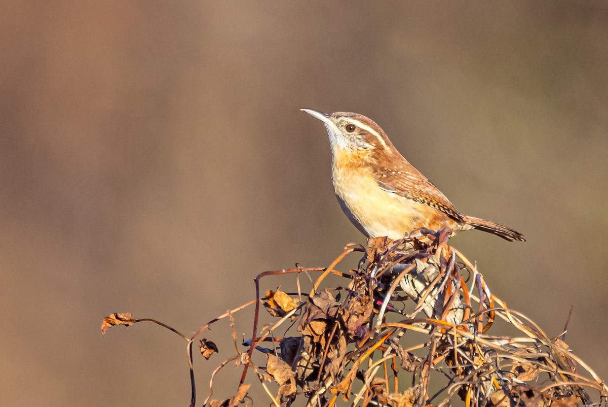 Carolina Wren - ML611410839