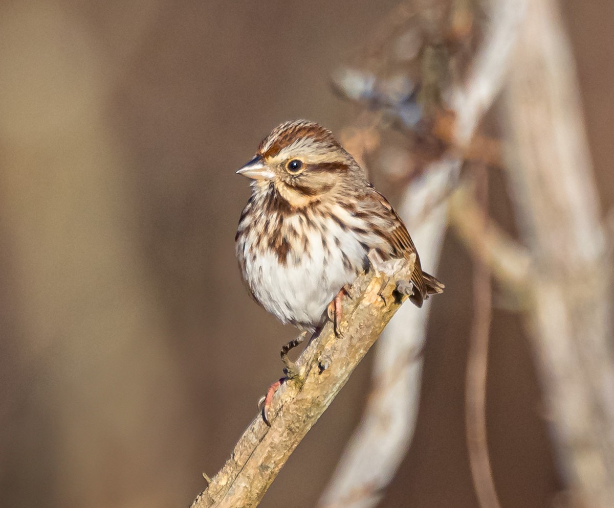 Song Sparrow - ML611410851