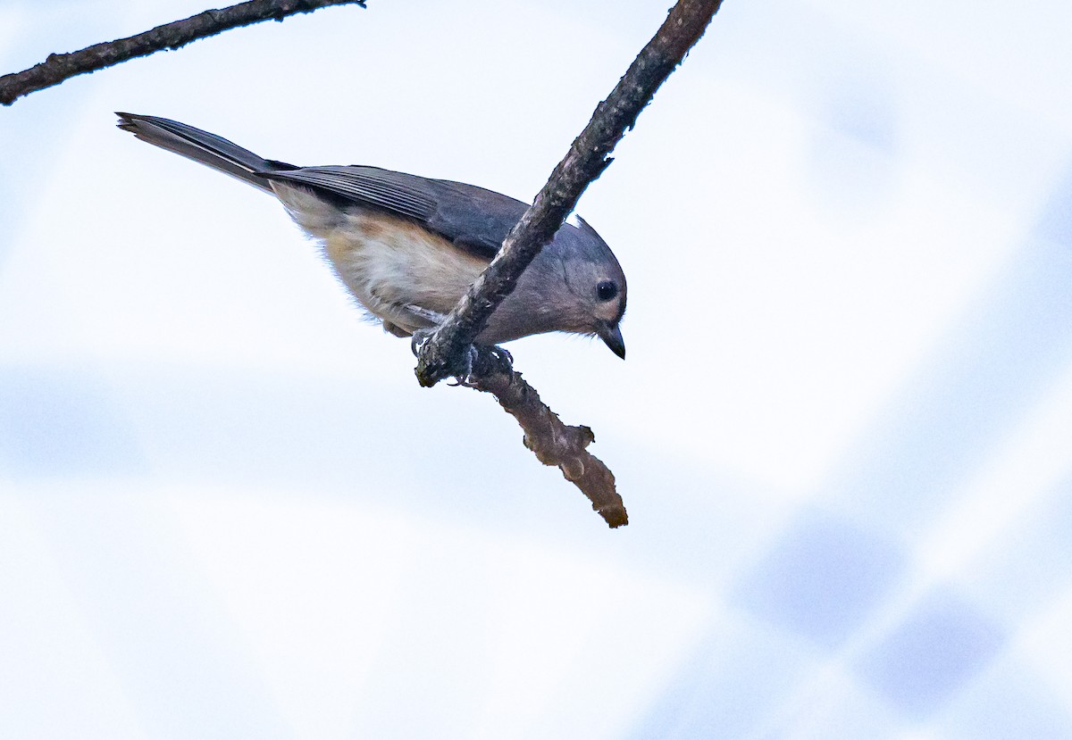 Red-bellied Woodpecker - ML611410891