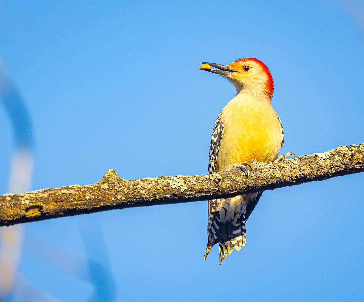 Red-bellied Woodpecker - ML611410892