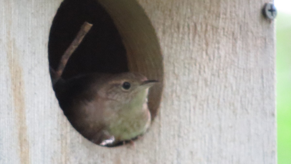 Northern House Wren - ML61141091