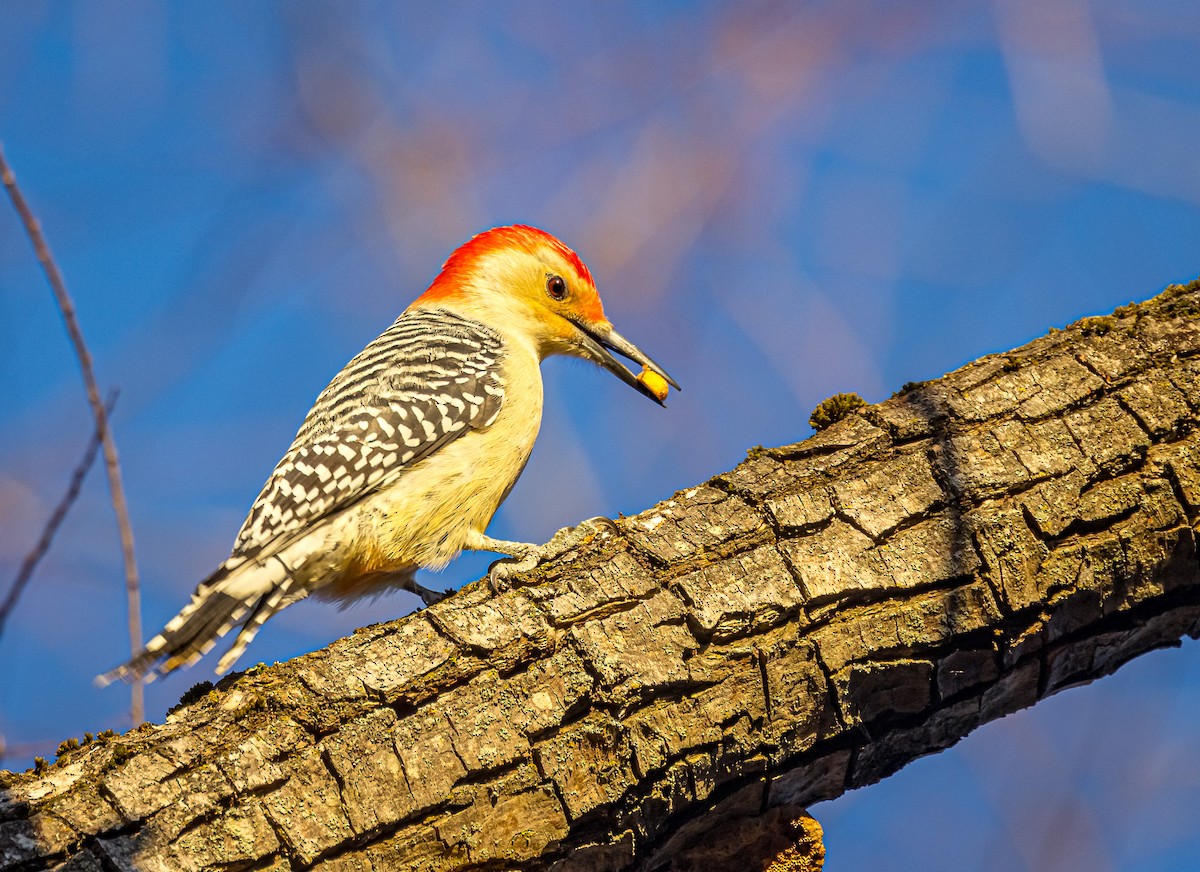 Red-bellied Woodpecker - ML611410914