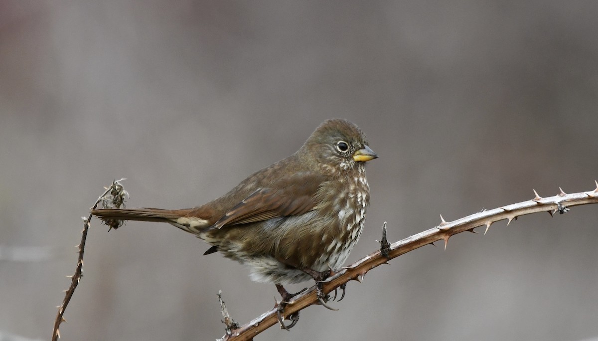 Fox Sparrow - Shiraz Vira