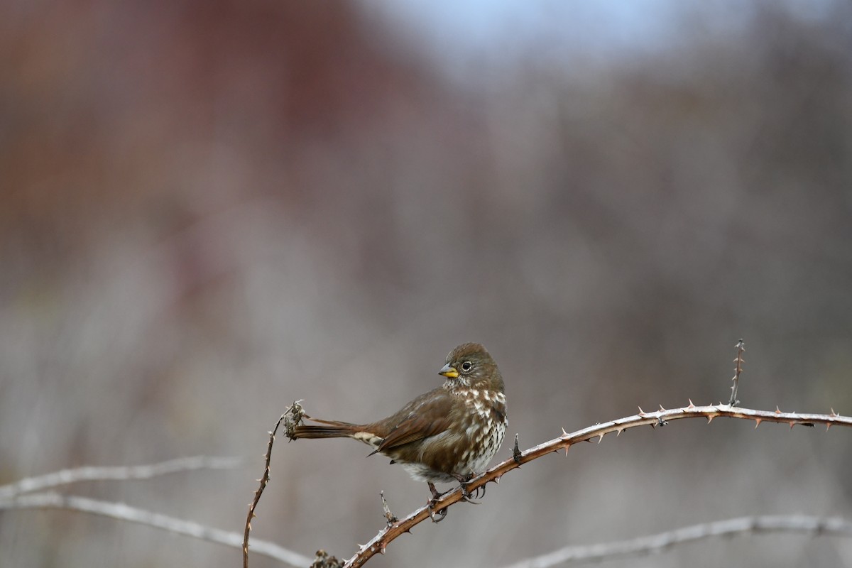 Fox Sparrow - ML611410937