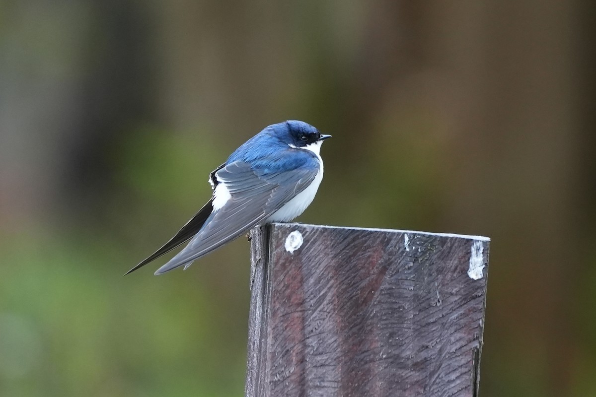 Chilean Swallow - ML611410972