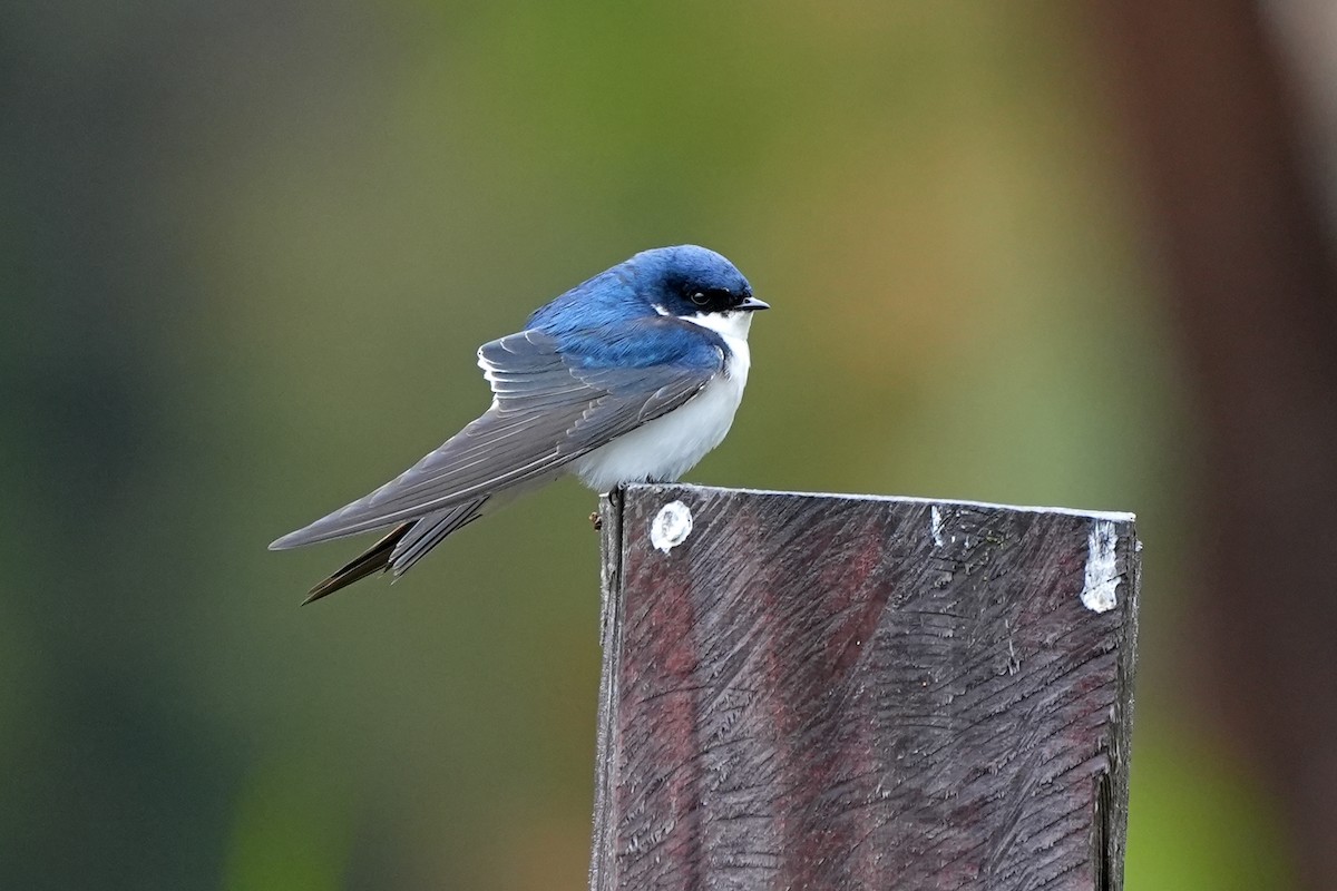 Chilean Swallow - ML611410974