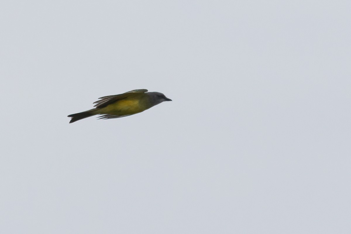 yellow-bellied kingbird sp. - ML611411041