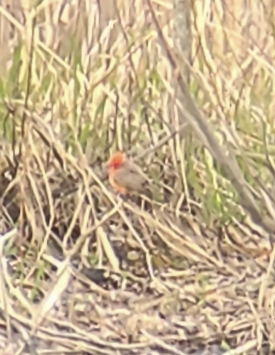 Vermilion Flycatcher - ML611411046