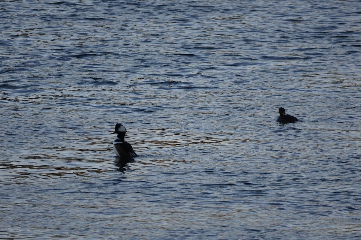 Hooded Merganser - ML611411053