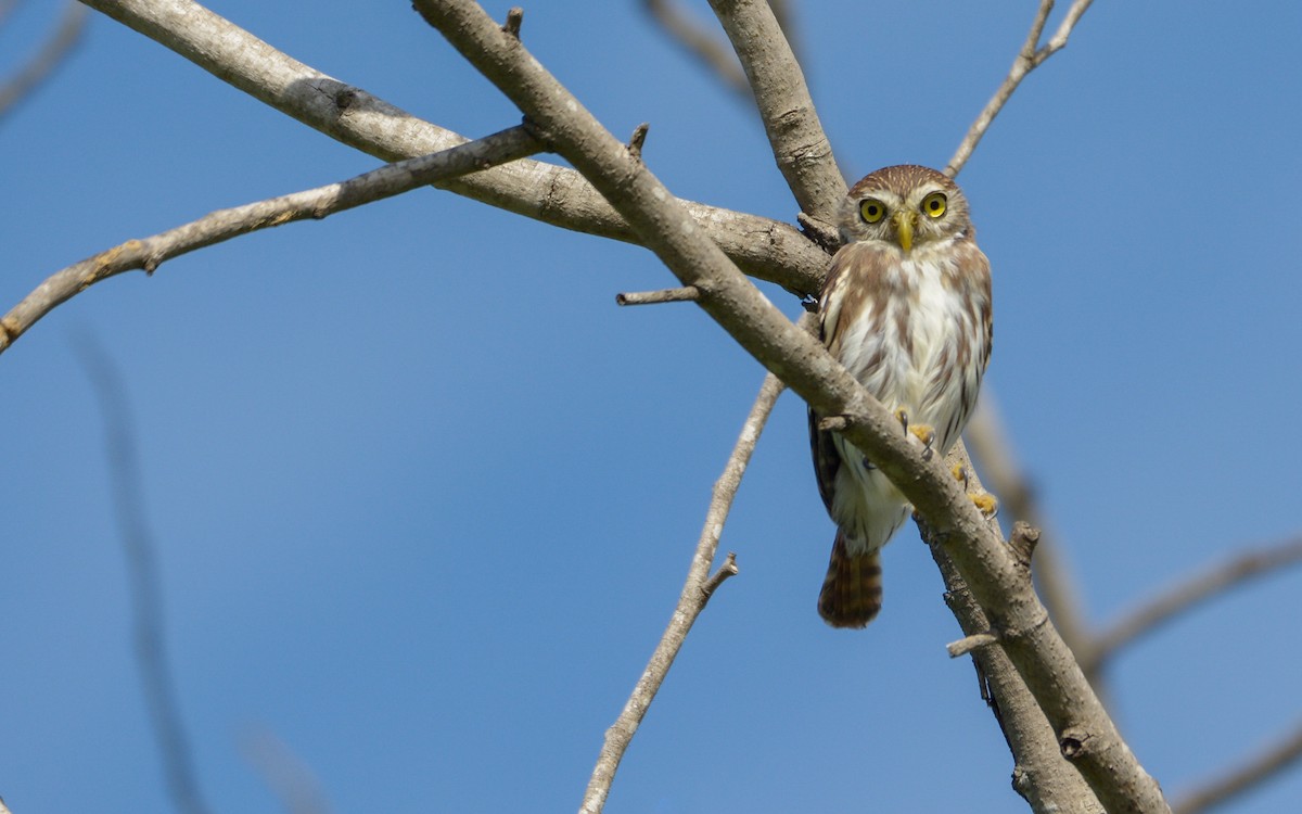 Ferruginous Pygmy-Owl - ML611411082