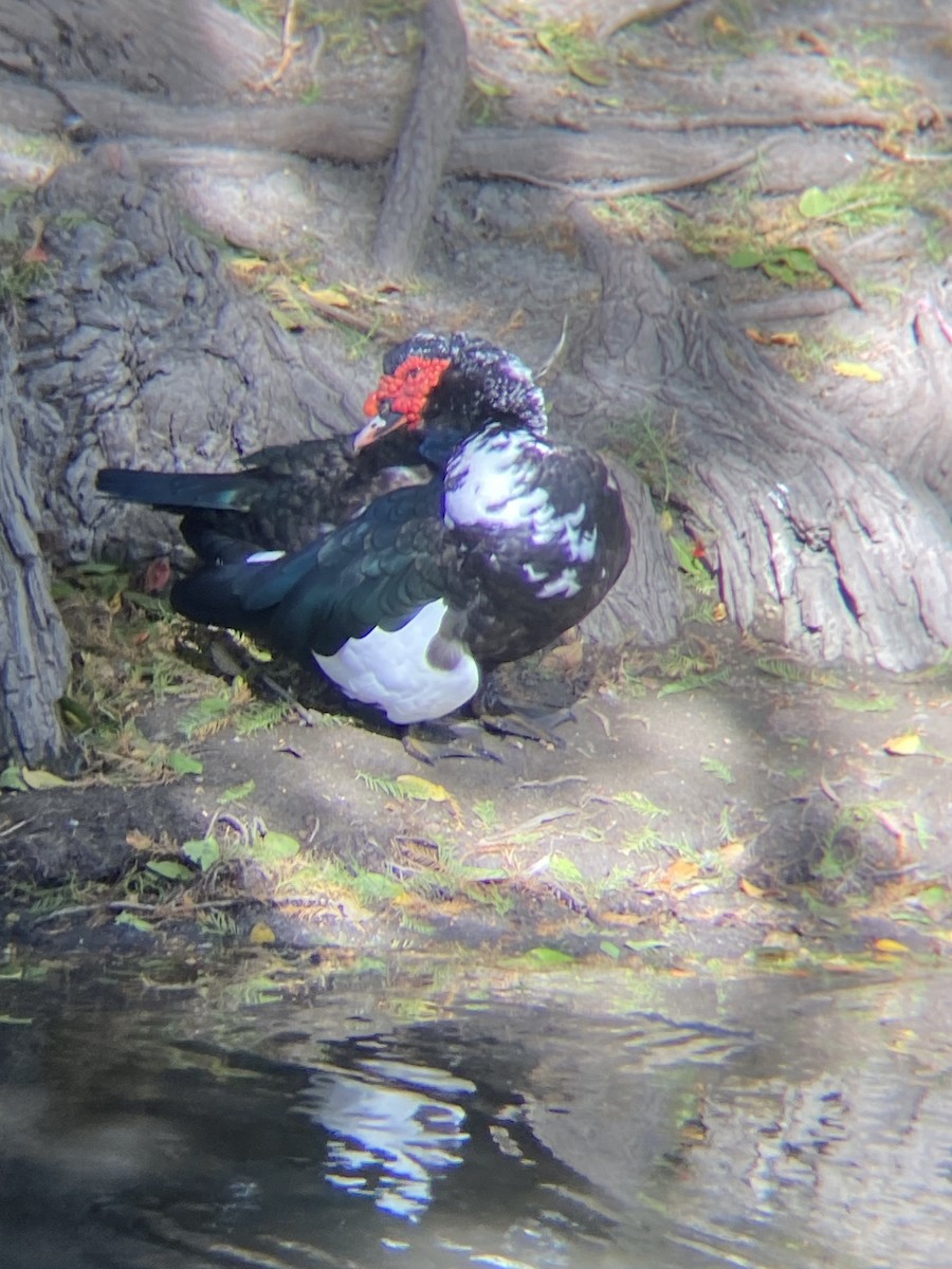 Muscovy Duck (Domestic type) - ML611411087